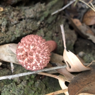 Boletellus sp. (Boletellus) at Manyana, NSW - 27 Feb 2020 by Tanya