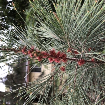 Casuarina/Allocasuarina sp. (Casuarina) at Cunjurong Point, NSW - 27 Feb 2020 by Tanya
