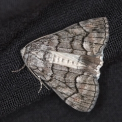 Stibaroma undescribed species (A Line-moth) at Melba, ACT - 12 Apr 2018 by Bron