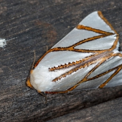 Thalaina clara (Clara's Satin Moth) at Melba, ACT - 12 Apr 2018 by Bron