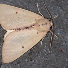 Plesanemma fucata (Lemon Gum Moth) at Melba, ACT - 12 Apr 2018 by Bron