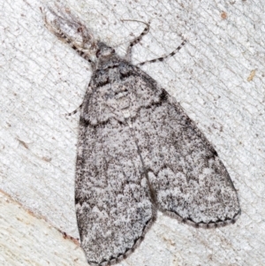 Smyriodes undescribed species nr aplectaria at Hackett, ACT - 17 Apr 2018 07:48 PM