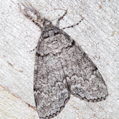 Smyriodes undescribed species nr aplectaria at Hackett, ACT - 17 Apr 2018 by Bron