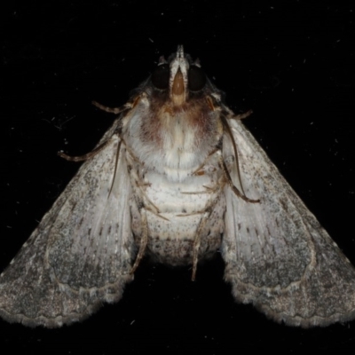 Pataeta carbo (Dark Euteliid) at Ainslie, ACT - 26 Feb 2020 by jb2602