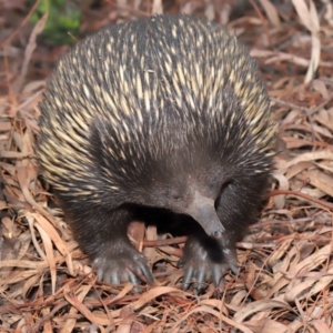 Tachyglossus aculeatus at Hackett, ACT - 25 Feb 2020 12:15 PM