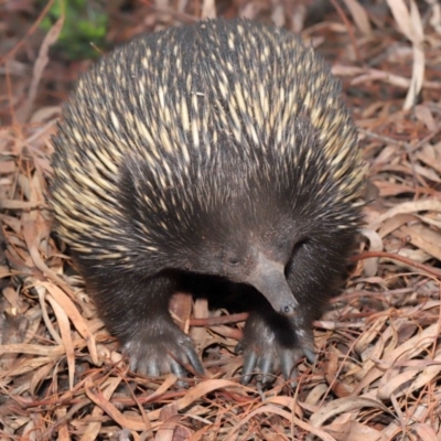 Tachyglossus aculeatus (Short-beaked Echidna) at Hackett, ACT - 25 Feb 2020 by TimL
