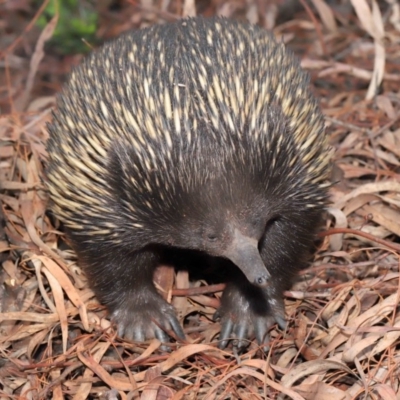 Tachyglossus aculeatus (Short-beaked Echidna) at ANBG - 25 Feb 2020 by TimL