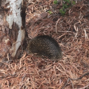 Tachyglossus aculeatus at Hackett, ACT - 25 Feb 2020 12:15 PM