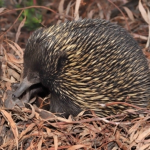 Tachyglossus aculeatus at Hackett, ACT - 25 Feb 2020