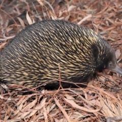 Tachyglossus aculeatus at Hackett, ACT - 25 Feb 2020 12:15 PM