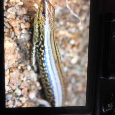Eulamprus kosciuskoi (Alpine Water Skink) at Kosciuszko National Park, NSW - 23 Feb 2020 by BrianLR
