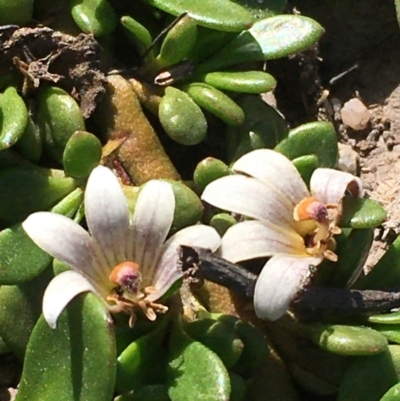 Selliera radicans (Shiny Swamp-mat) at Wollogorang, NSW - 27 Feb 2020 by JaneR