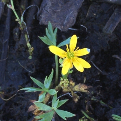 Ranunculus amphitrichus (Small River Buttercup) at Wollogorang, NSW - 27 Feb 2020 by JaneR