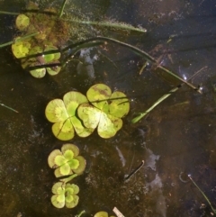 Marsilea mutica (Nardoo) at Watson, ACT - 26 Feb 2020 by JaneR