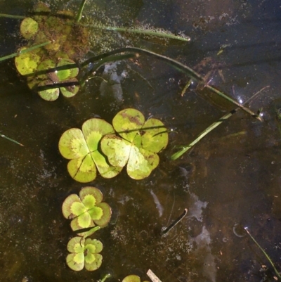 Marsilea mutica (Nardoo) at Watson, ACT - 27 Feb 2020 by JaneR