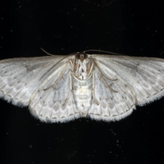 Dithalama cosmospila (Grey Spotted Wave) at Ainslie, ACT - 26 Feb 2020 by jb2602