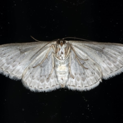 Dithalama cosmospila (Grey Spotted Wave) at Ainslie, ACT - 26 Feb 2020 by jb2602