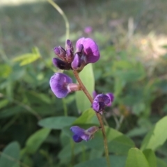 Glycine tabacina at Chisholm, ACT - 26 Feb 2020