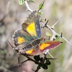 Paralucia aurifera (Bright Copper) at Paddys River, ACT - 18 Dec 2018 by trevorpreston