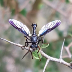 Daptolestes limbipennis (Robber fly) at Paddys River, ACT - 18 Dec 2018 by trevorpreston