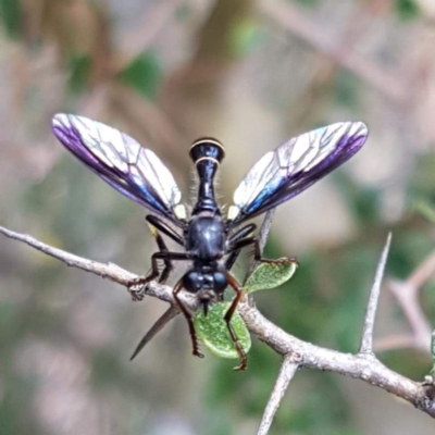 Daptolestes limbipennis (Robber fly) at Paddys River, ACT - 18 Dec 2018 by tpreston