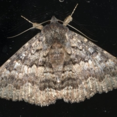 Eudesmeola lawsoni (Lawson's Night Moth) at Ainslie, ACT - 26 Feb 2020 by jb2602