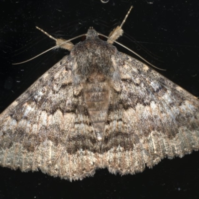 Eudesmeola lawsoni (Lawson's Night Moth) at Ainslie, ACT - 26 Feb 2020 by jb2602