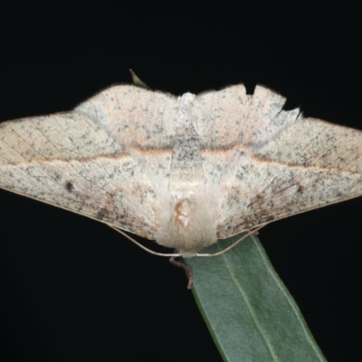 Antictenia punctunculus (A geometer moth) at Ainslie, ACT - 26 Feb 2020 by jb2602