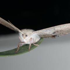 Antictenia punctunculus at Ainslie, ACT - 26 Feb 2020