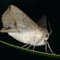 Antictenia punctunculus at Ainslie, ACT - 26 Feb 2020