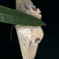 Antictenia punctunculus at Ainslie, ACT - 26 Feb 2020