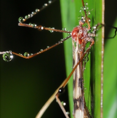 Tipulidae or Limoniidae (family) (Unidentified Crane Fly) at Acton, ACT - 25 Feb 2020 by TimL