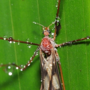 Limoniidae (family) at Acton, ACT - 25 Feb 2020