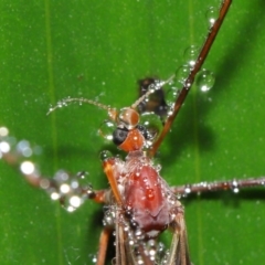 Limoniidae (family) at Acton, ACT - 25 Feb 2020