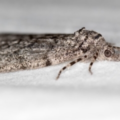 Smyriodes undescribed species nr aplectaria at Melba, ACT - 20 Apr 2018 by Bron