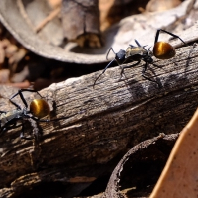 Polyrhachis ammon (Golden-spined Ant, Golden Ant) at Stromlo, ACT - 28 Feb 2020 by Kurt