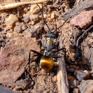 Polyrhachis ammon at Stromlo, ACT - 28 Feb 2020