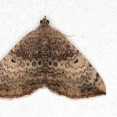 Chrysolarentia mecynata (Mecynata Carpet Moth) at Melba, ACT - 25 Apr 2018 by Bron