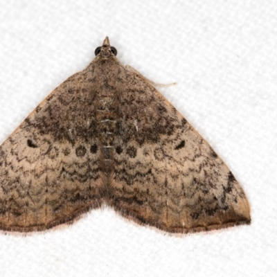 Chrysolarentia mecynata (Mecynata Carpet Moth) at Melba, ACT - 24 Apr 2018 by Bron