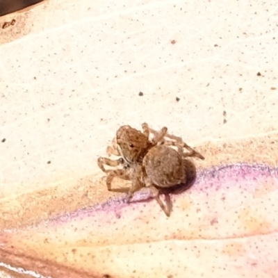 Euophryinae sp. (Rockhopper) undescribed (Euophryinae sp. (Rockhopper) undescribed) at Stromlo, ACT - 28 Feb 2020 by Kurt