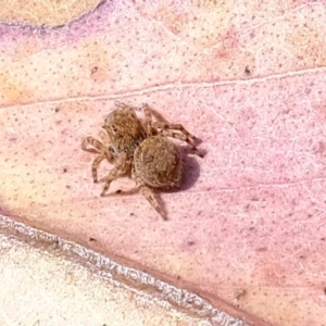 Euophryinae sp. (Rockhopper) undescribed at Cotter Reserve - 28 Feb 2020