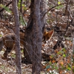 Vulpes vulpes (Red Fox) at Stromlo, ACT - 28 Feb 2020 by Kurt