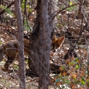 Vulpes vulpes at Stromlo, ACT - 28 Feb 2020 10:16 AM