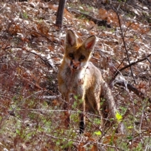 Vulpes vulpes at Stromlo, ACT - 28 Feb 2020 10:16 AM