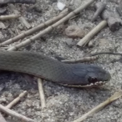 Drysdalia coronoides (White-lipped Snake) at Wallaga Lake, NSW - 27 Feb 2020 by narelle