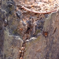 Papyrius nitidus (Shining Coconut Ant) at Uriarra Village, ACT - 28 Feb 2020 by Kurt