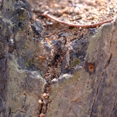 Papyrius nitidus (Shining Coconut Ant) at Uriarra Village, ACT - 28 Feb 2020 by Kurt