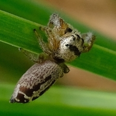 Opisthoncus sp. (genus) (Opisthoncus jumping spider) at Stony Creek - 28 Feb 2020 by Kurt