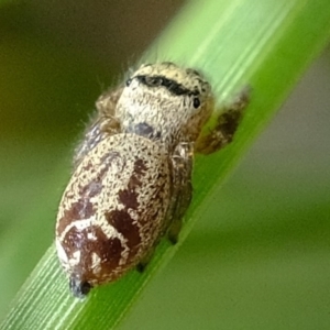 Opisthoncus sp. (genus) at Uriarra Village, ACT - 28 Feb 2020