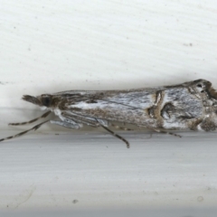 Hednota longipalpella (Pasture Webworm) at Ainslie, ACT - 26 Feb 2020 by jbromilow50